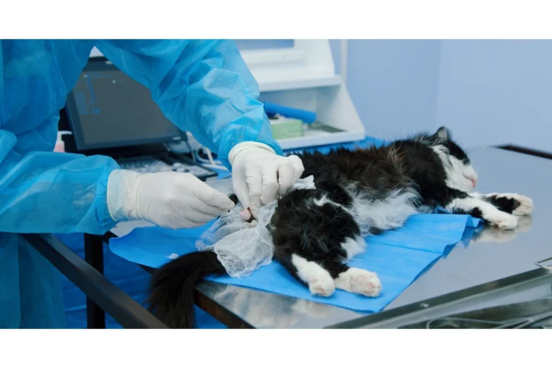 Veterinář provádí kastraci na kočce v operacionální místnosti.