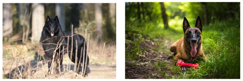 Belgický ovčák malinois leží na trávě s hračkou, vedle černý pes v lese