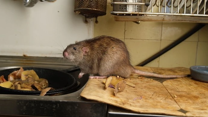 Potkan na kuchyňském dřevěném prkénku vedle hrnce s potravinami