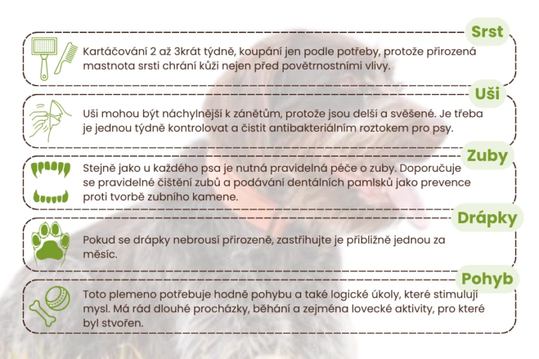 Infografika s tipy na péči o psa: srst, uši, zuby, drápy a pohyb