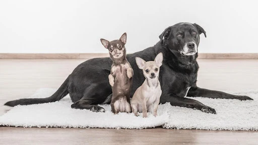 Velký pes s dvěma malými chihuahua na bílém koberci