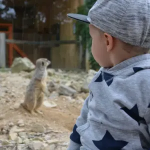 Dítě v zoológii pozoruje surikatu