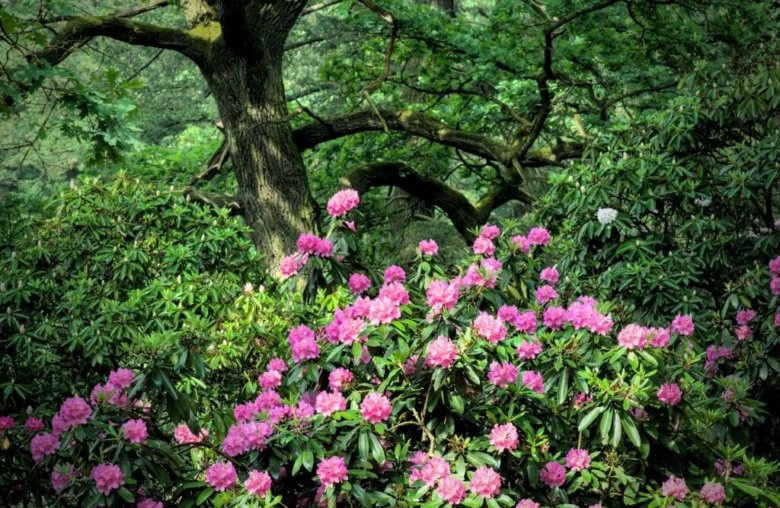 Rozkvetlé rododendrony pod stromem v lese
