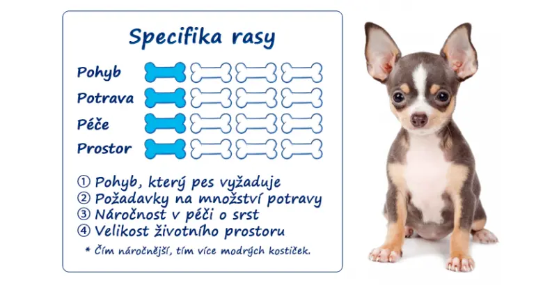Chihuahua štěně s infografikou o potřebách plemene