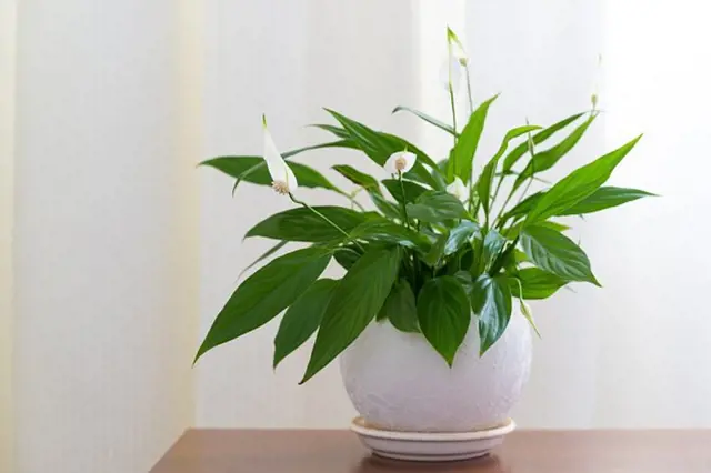 Zdravý lovatkovec spathiphyllum v bílém květináči