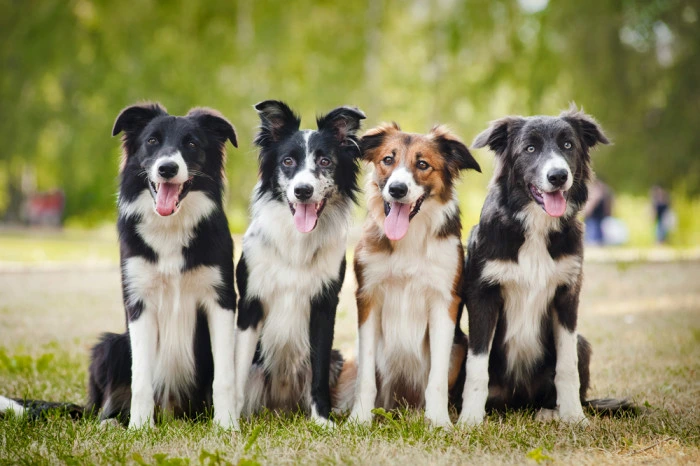 Čtyři štěňata border kolie sedící na trávě