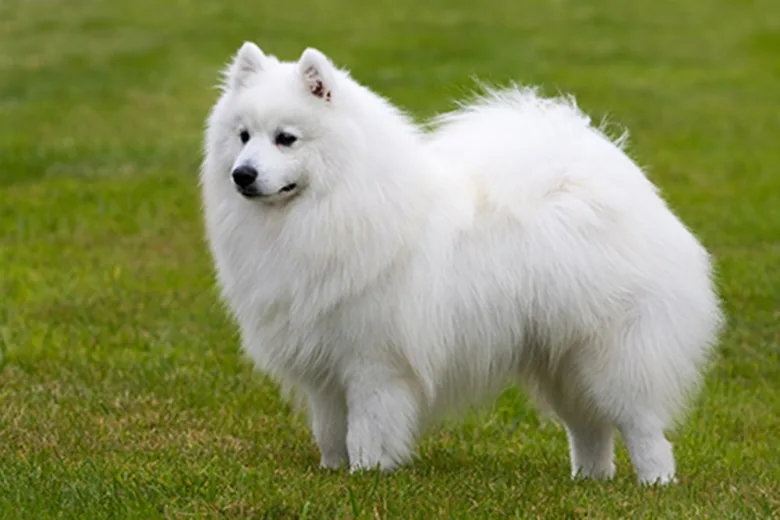Bílý samojed stojící na trávě