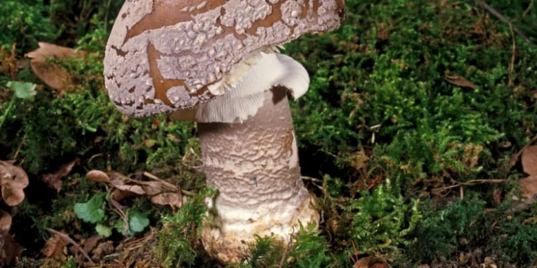 Muchomůrka tygrovaná v přírodě mezi mechovým porostem