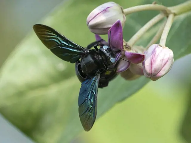 Černá včela na fialovém květu, makrofotografie