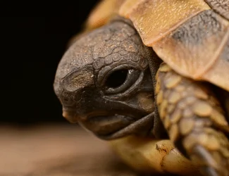 Detail hlavy želvy zelenavé s viditelným okem a krunýřem