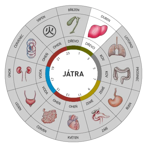 Kruhový diagram orgánů těla spojených s měsíci a prvkami v češtině