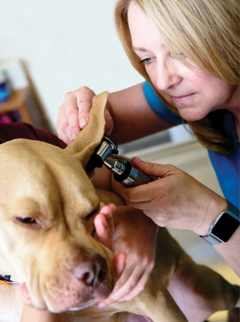 Veterinářka vyšetřuje ucho psa pomocí otoskopu