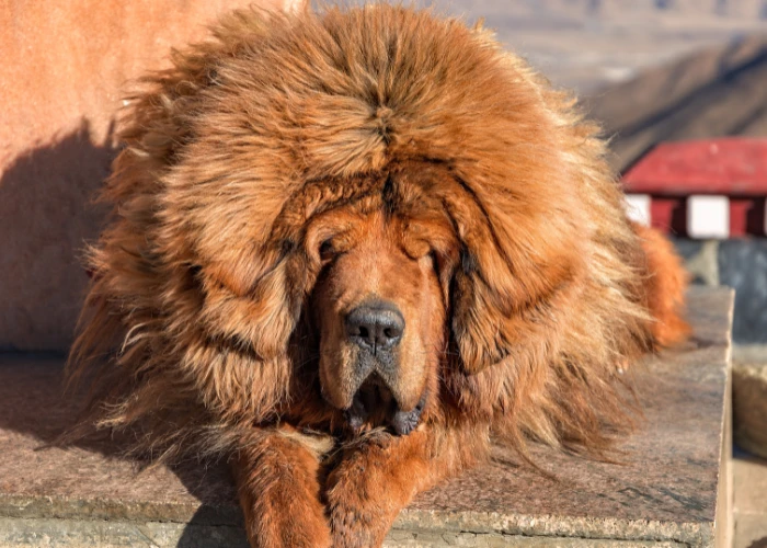 Tibetská doga s hustou srstí odpočívající na kamenných schodech