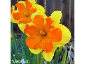 Žluté a oranžové narcisy v květu na zeleném pozadí