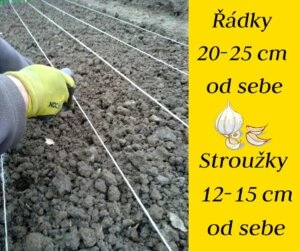 Zasazování česneku s uvedením vzdálenosti mezi řadami a stroužky.