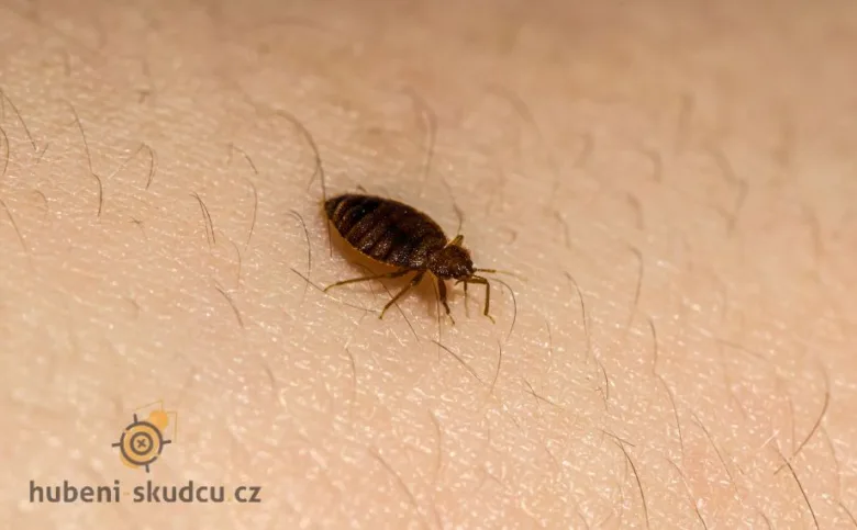 Štěnice na lidské pokožce v makro záběru
