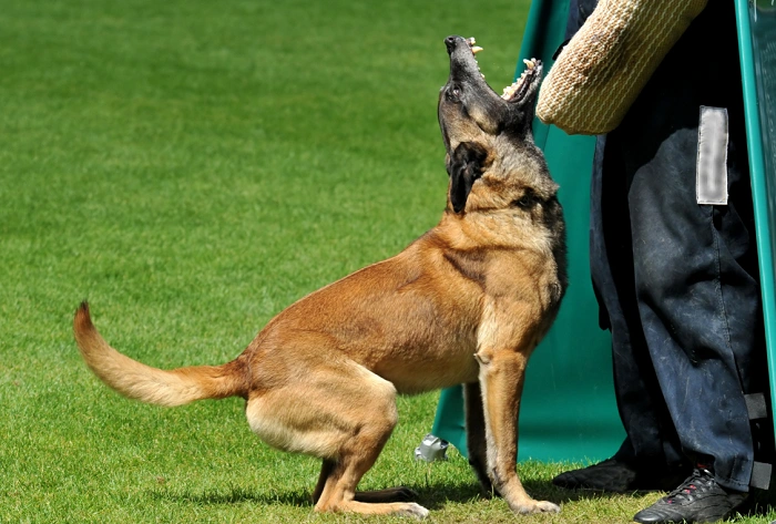 Belgický ovčák malinois při tréninku s trenérem