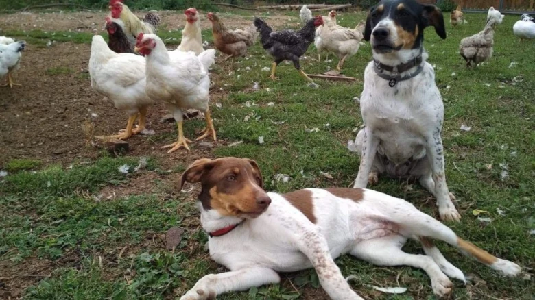 Český strakatý pes s kohouty na farmě