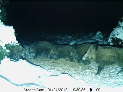 Skupina divokých prasat v zimním lese při noci