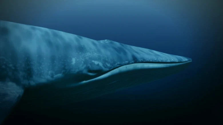 Obrovský plejtvák plavící se pod hladinou oceánu