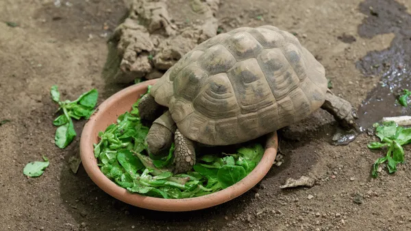 Želva zelenavá jedí zeleninu z misky