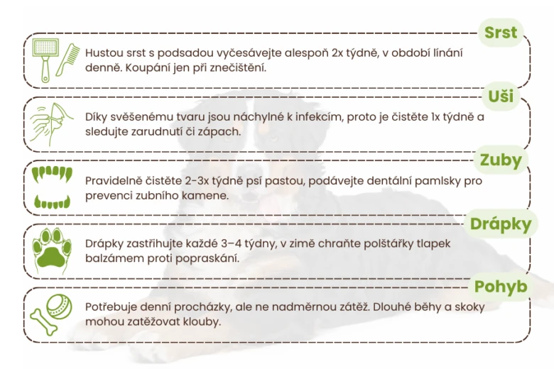 Infografika s tipy na péči o psa: srst, uši, zuby, drápy a pohyb