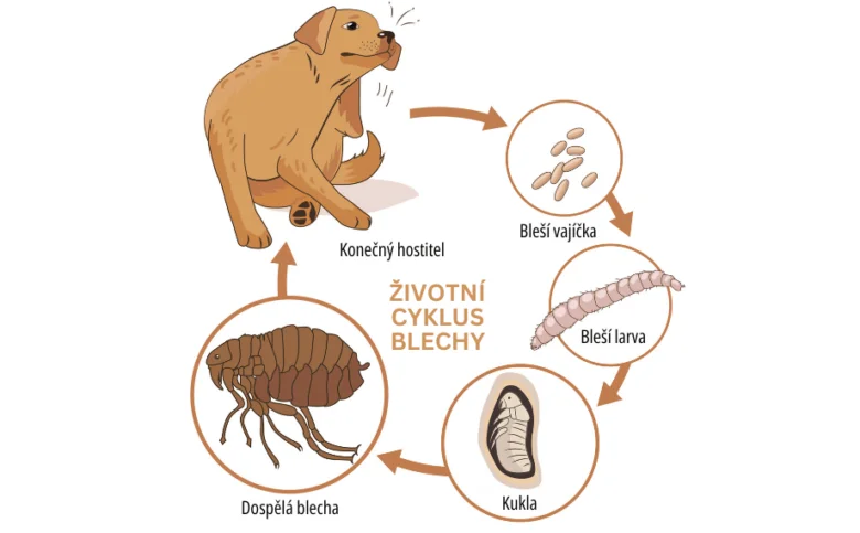 Životní cyklus blechy: vejce, larva, kukla, dospělá blecha na psu