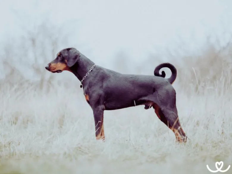 Dobermann stojí v trávě, pohled do strany