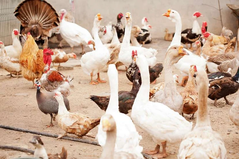 Různá zvířata na farmě: kachny, husy, kurci a kohout