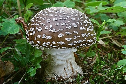 Muchomůrka tygrovaná s hnědým kloboučkem a bílými skvrnami