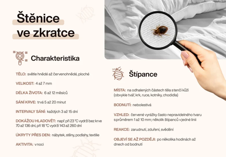 Infografika o štěnicích: vzhled, velikost, životní cyklus a příznaky bodnutí