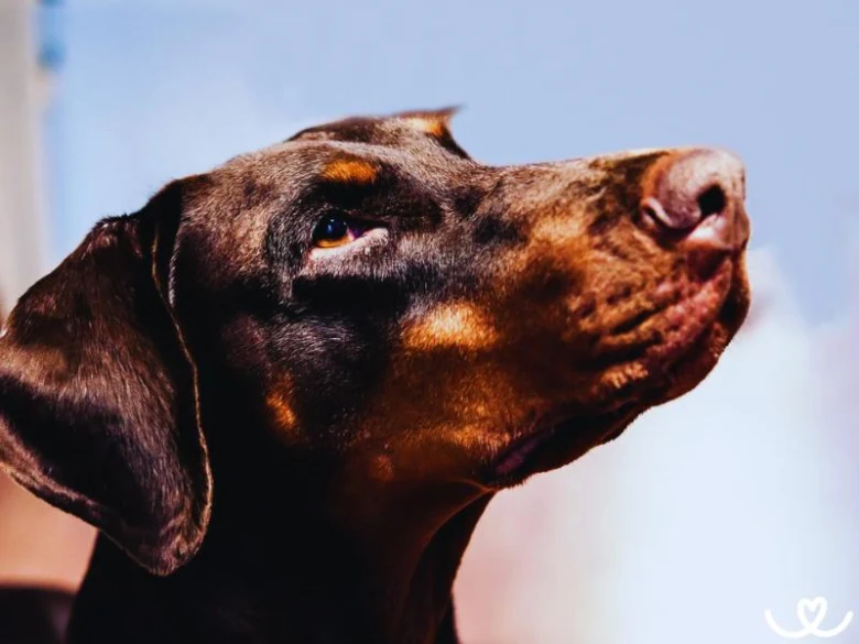Portrét Dobermana s výraznýma očima a hladkou srstí
