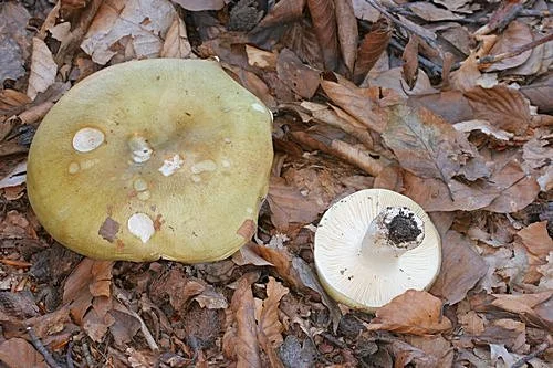 Zelená muchomůrka na podzimním listí, detail klobouku a nožky