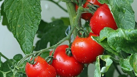 Zralé rajčata na keři s kapkami vody