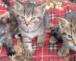 Tři koťata s modrýma očima na červené kostkované dekě