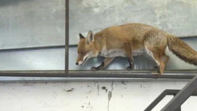 Liška obecná chodí po městě - obrázek ukazuje lišku na zábradlí.