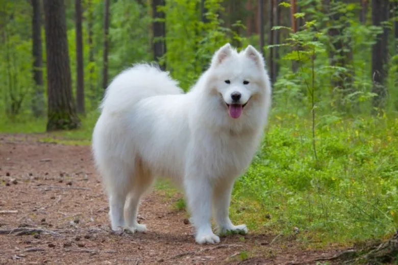 Bílý samojed stojí na lesní cestě mezi stromy.