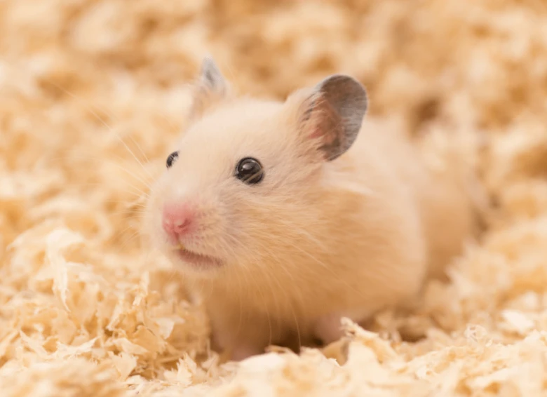 Hamster in bedding