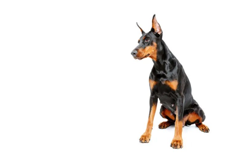 Černý doberman sedí na bílém pozadí.