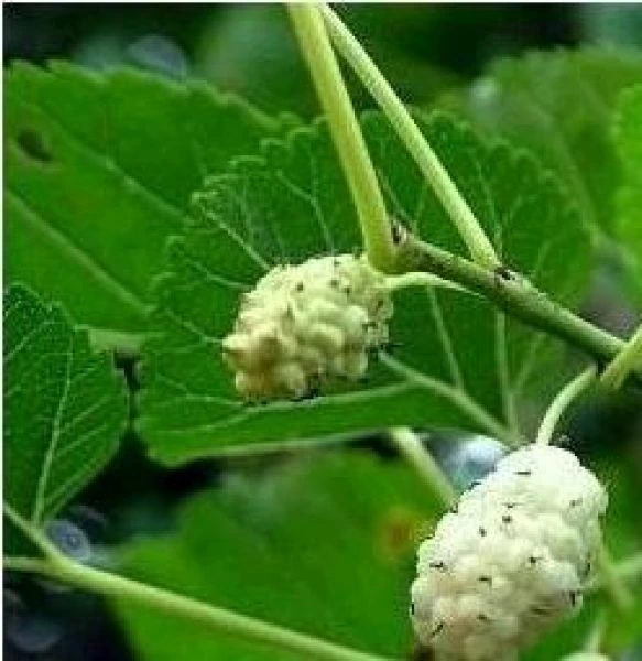 Mulberry fruit on branch