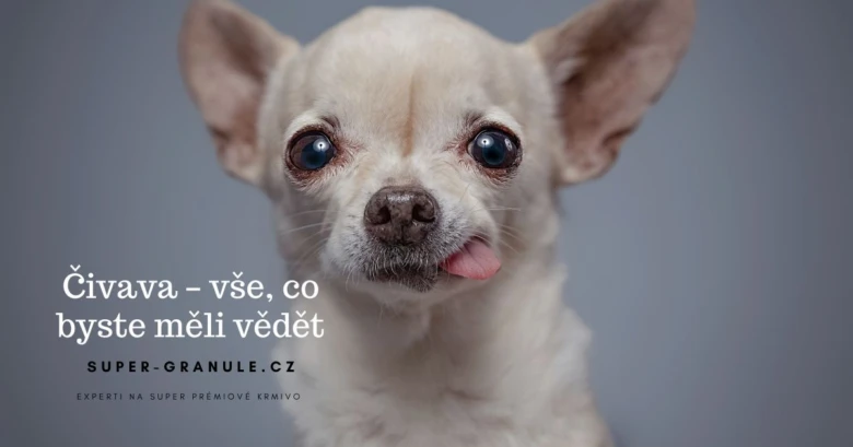 Překvapivý portrét čivavy s vytrženým jazykem