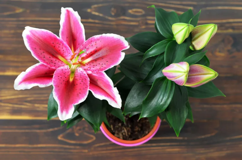 Potted lily plant with bloom and buds