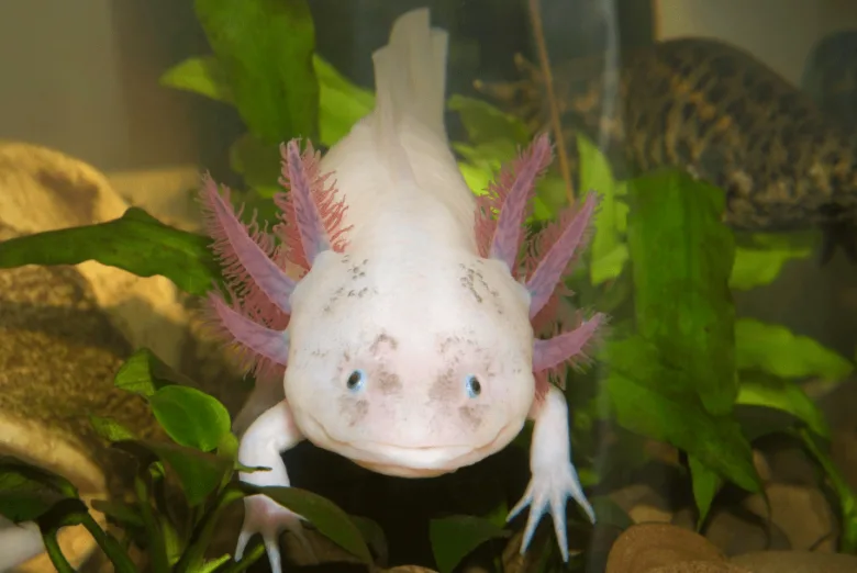 Bílý axolotl s růžovými žábry plaví se mezi vodními rostlinami v akváriu.