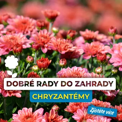 Růžové a červené květy chryzantém v zahradním záhonu.