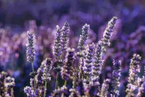 Lavender flowers in field