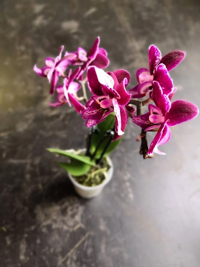 Fialová orchidej v květu s zelenými listy ve svítícím hrnci.