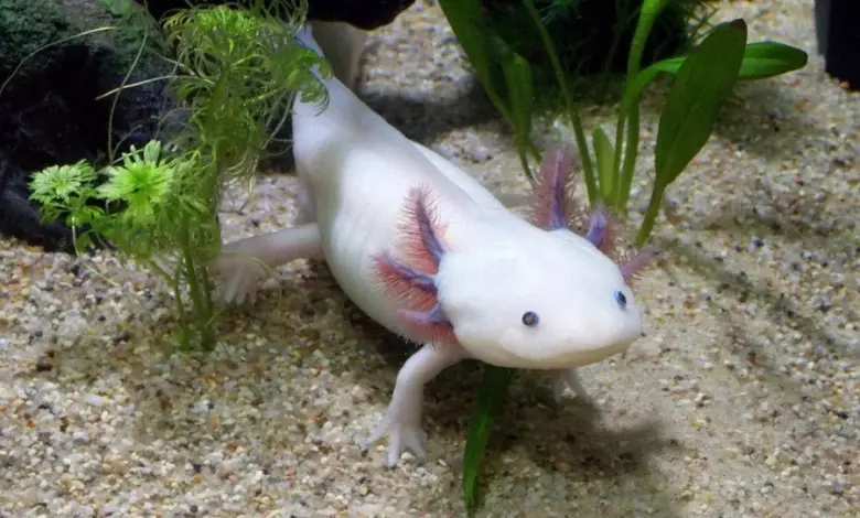 Bílý axolotl plaví se mezi rostlinami v akváriu s písečným dnem.