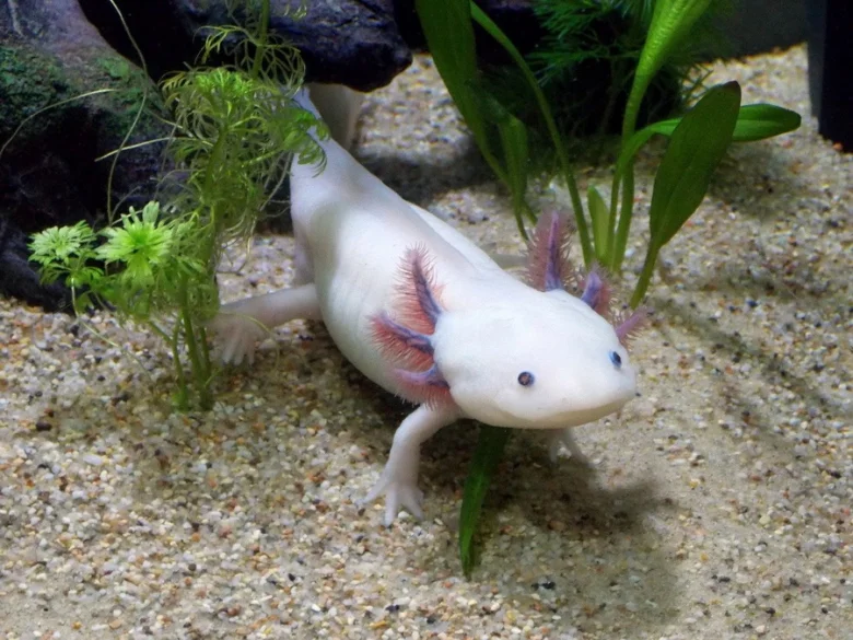Bílý axolotl plaví se mezi rostlinami v akváriu s písečným dnem.