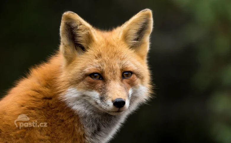 Portrét hlavy lišky obecné s oranžovou srstí.