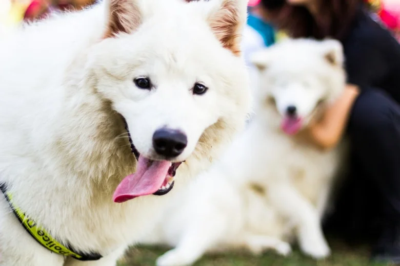 Bílý samojed s jazykem venku na trávníku.